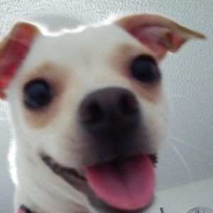 Meet your Posher, Patsy